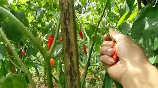 Cabai rawit seniper #petanicabai #cabairawit