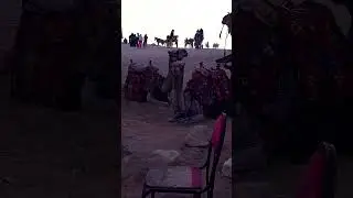 парковка верблюда в гизе.