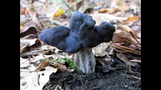 Идентификация седловидного эльфа, Helvella lacunosa