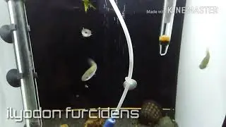 Ilyodon Furcidens