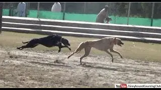 Greyhound racing 2019 | dog racing videos | carrera de galgos