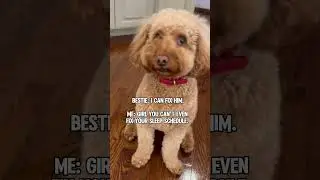 Fix your sleep schedule 🙃 #shortvideo #shortfeed #dog #shorts #funnyshorts #funnyvideos #funny