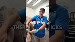 Nasty Ear Cleaning Routine! 😱