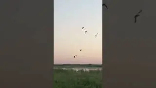 Blue-winged Teal Hunt | DU Nation