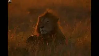 Amazon Forest , lion vs Hyenes