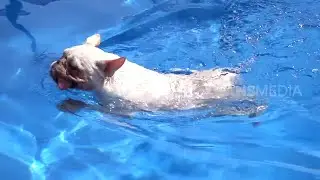 ANJING BULLDOG YANG MENGGEMASKAN | SI OTAN (17/10/19) PART 1