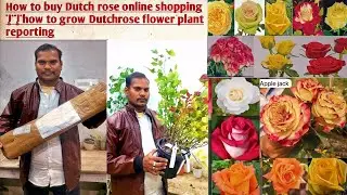 How to buy Dutch rose online shopping || #how to grow #Dutchrose flower plant #reporting