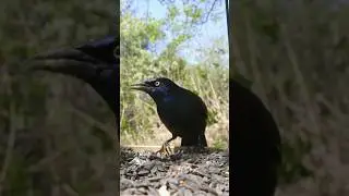 what's the difference between a grackle, crow and raven?