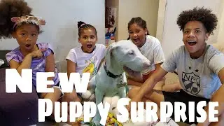 Surprising Family With A Puppy | Great Dane Puppy | Myhouse TV