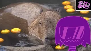 Average lifespan of Capybara