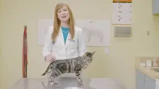 How to Check Your Cat's Body Condition & Weight by Purina Pro Plan Veterinary Diets