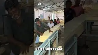 How Indian Matchsticks Are Made 🔥#matchstick #india #manufacturing #handmade #sustainableliving