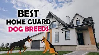 Best Home Guard Dog Breeds | Best Dogs | Guard Dogs | #PetLovers