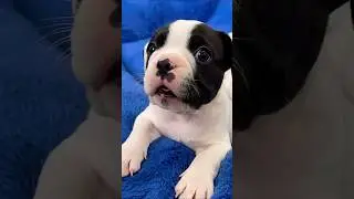 Curious small puppy video