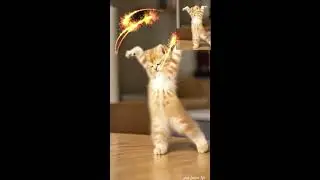 Little Cats Dancing Beautifully to Music 😻🎵 #cutecat #funnycats #joyfusionlife #catshorts