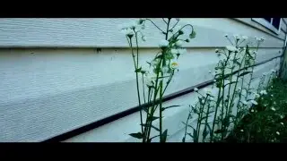Shot With Galaxy Note 5 Filmic Pro Android