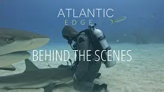 Diving with legendary shark wrangler Cristina Zenato Shark Junction, Grand Bahama.