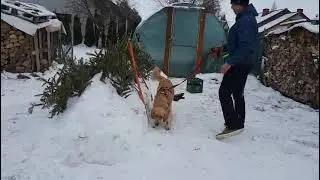 Śnieżne Zawody Nosework, Śnieżynki, teren, Radek i Daisy, 11.01.2026 