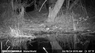 Deer Mouse