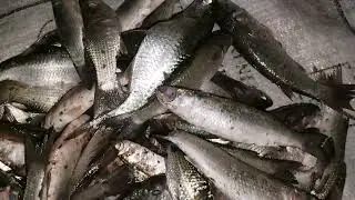 jal net fishing,jaal fishing video