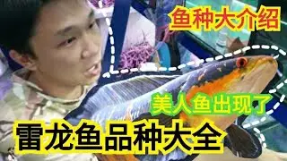 雷龙鱼品种大全及饲养方法印度尼西亚 Indonesia Channa Community Channa Maru