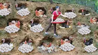 TIMELAPSE --345 Days Of Harvesting Abundant Eggs And Chickens/Ducks To Sell At The Local Market