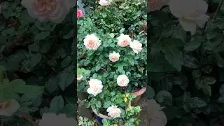 强香玫瑰系列 Fragrant Roses | Chandos Beauty Rose by Hackness | Year 2 Pot Rose 4 Aug 2025  #rose