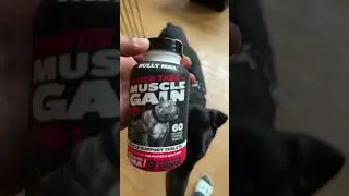 Trying Bully Max on my Doberman for muscle gain #dog #cute #doberman #shorts #bullymax