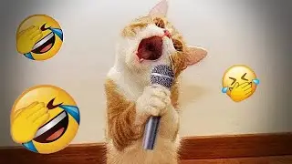 You Laugh You Lose 😂 Funniest Cats and Dogs 2026  🌸 #animals #funny_animals #funny_videos