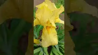 Свежесть, прохлада природы #flowers #music #nature #tulip #piano #garden #relaxing #spring #love