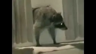 Sneaky raccoon stealing carpet