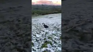Sunset, snow, sledge and Doggo