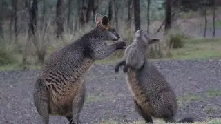 Swamp Wallaby Behaviour in the Wild | Stunning, Sony A1 Footage.
