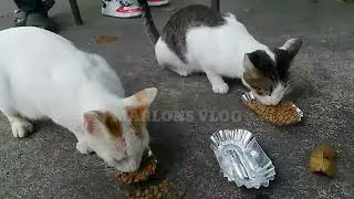 STRAY ANIMALS FEEDINGCATS AND DOGS