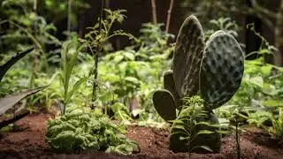 Chinampa Veneta | Colectivo | México | Inteligencia Natural y Ancestral |
