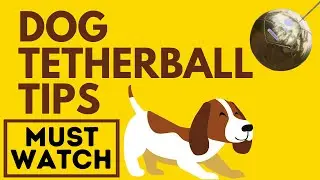 Dog Tetherball Tips | Guide To Make Your Dog Tetherball Last !