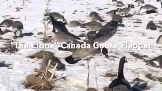 Goose Flapper - HuntFowlGear.com
