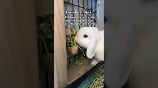 How to get your bunny to eat more hay #bunnyenrichment