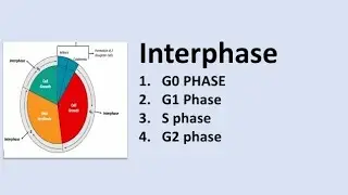 cell cycle overview, Interphase