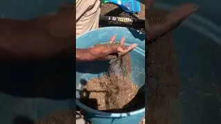 Free soil sifter!!  Improve your soil quality for Free.99!!