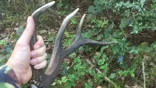 Shed Hunting Red Deer Antlers Shed Hunting Zrzuty Poroza
