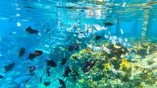 Exploring the Red Sea: Snorkeling in Sharm El Sheikh, Egypt