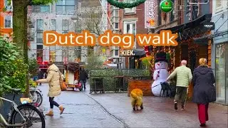 A huge red dog with long hair. A Dutch street barrel organ is coming. A December walk. Live sound.