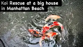 Koi Rescue at a big house in Manhattan Beach #bigdvsfish #bigdvsfishrescue #rescuefish #koirescue