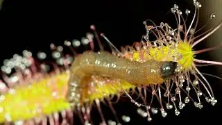 Horrible MAGGOT vs SUNDEW | An Extreme Detail Nature Documentary