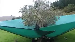 Сбор маслин/оливок и не только.