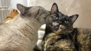 人のお腹の上で