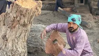 Cutting Down a Gum Arabic Tree with a Saw Machine