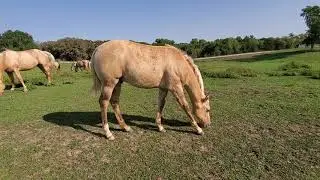 2020 Dunalino colt grazing,  ee aa DD nCr,  Spin Whiz Me x Hi Jacd Silver