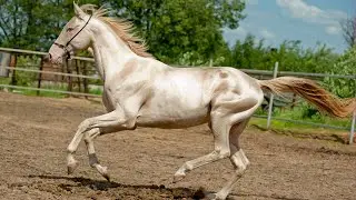Ахалтекинские лошади | Элегантные металлизированные масти